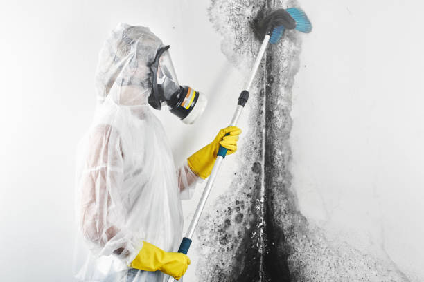 Best Commercial Mold Inspection  in West Plains, MO