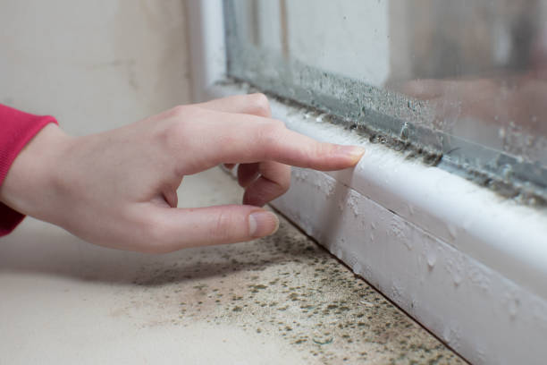 Best Mold Documentation for Insurance Claims  in West Plains, MO
