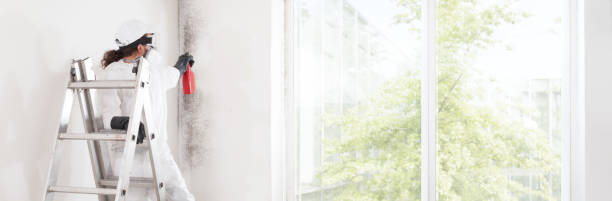 Professional Mold Removal in West Plains, MO